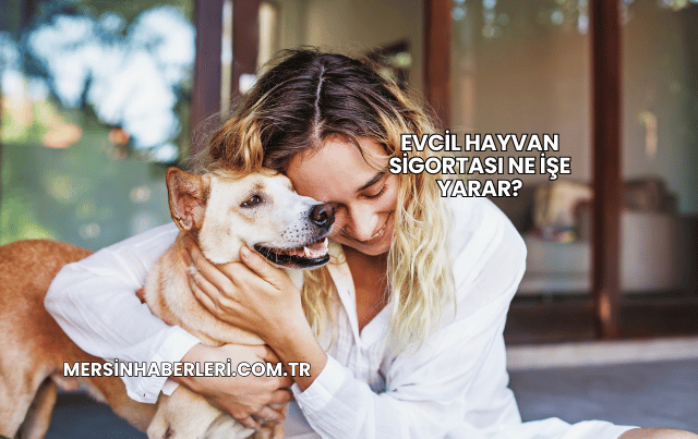 Evcil Hayvan Sigortası Ne İşe Yarar?
