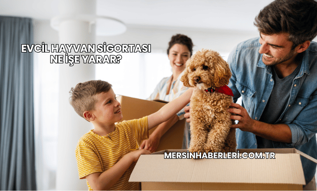 Evcil Hayvan Sigortası Ne İşe Yarar?