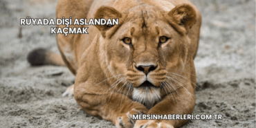 Rüyada Dişi Aslandan Kaçmak